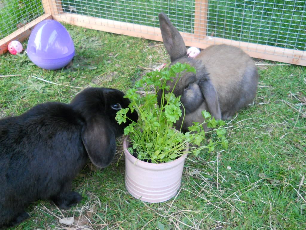 rabbits059.jpg
