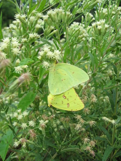 Cloudless Sulphur Mating