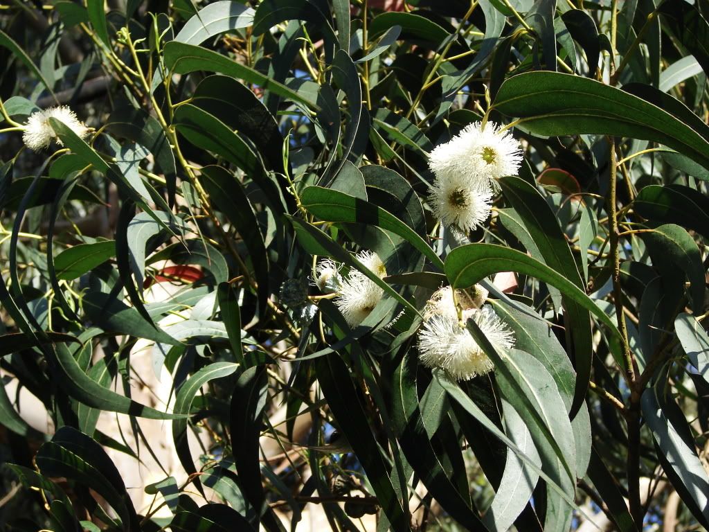 BolinasBay1.jpg Eucaliptus flowers image by AlexAnna