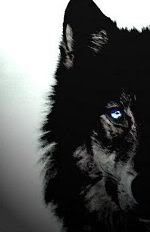 Dark_Wolf_opt.jpg Wolf image by Heinrik