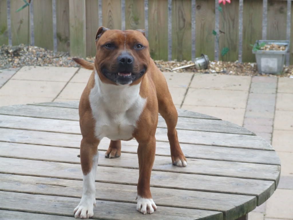 bunpups010.jpg