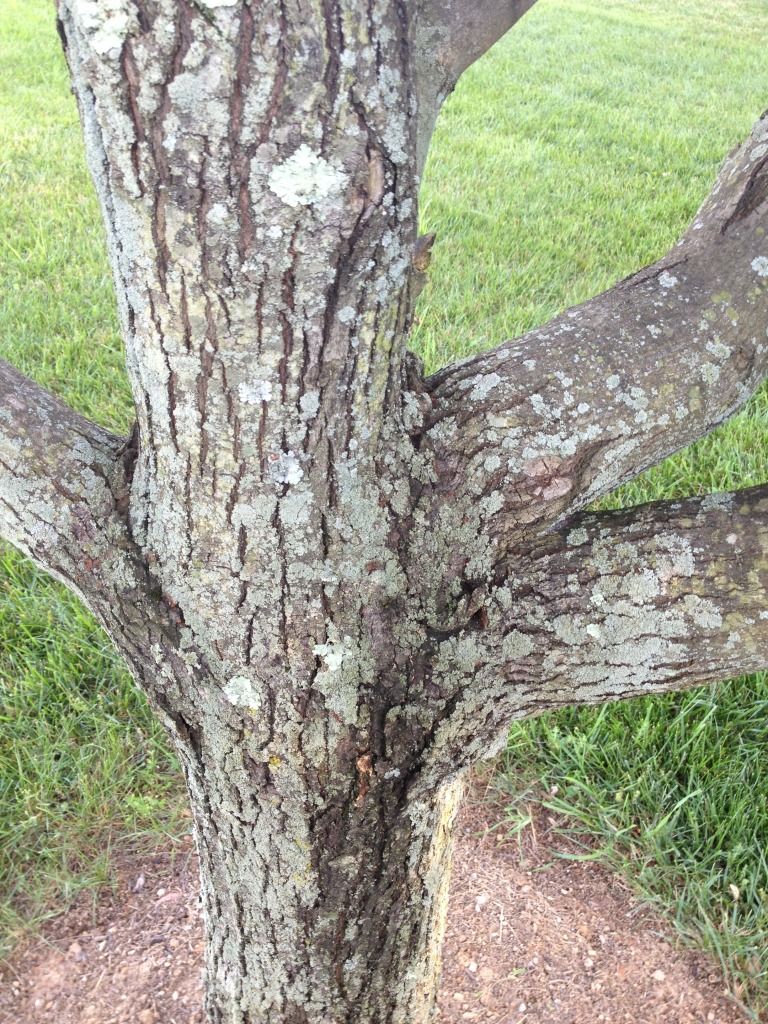 maple tree fungus