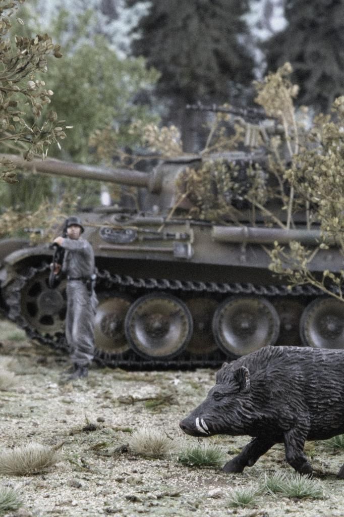 PantherampBoar.jpg