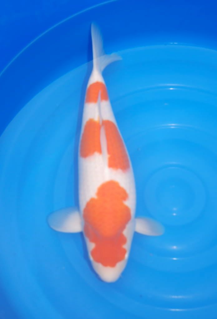 proportions of body. proportions, overall ody