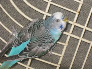 IMG_1073.jpg?t=1232008349