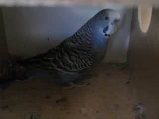 IMG_1075.jpg?t=1232008756