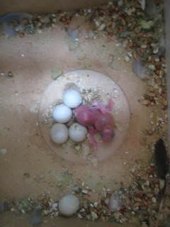 Picture001.jpg?t=1232770507