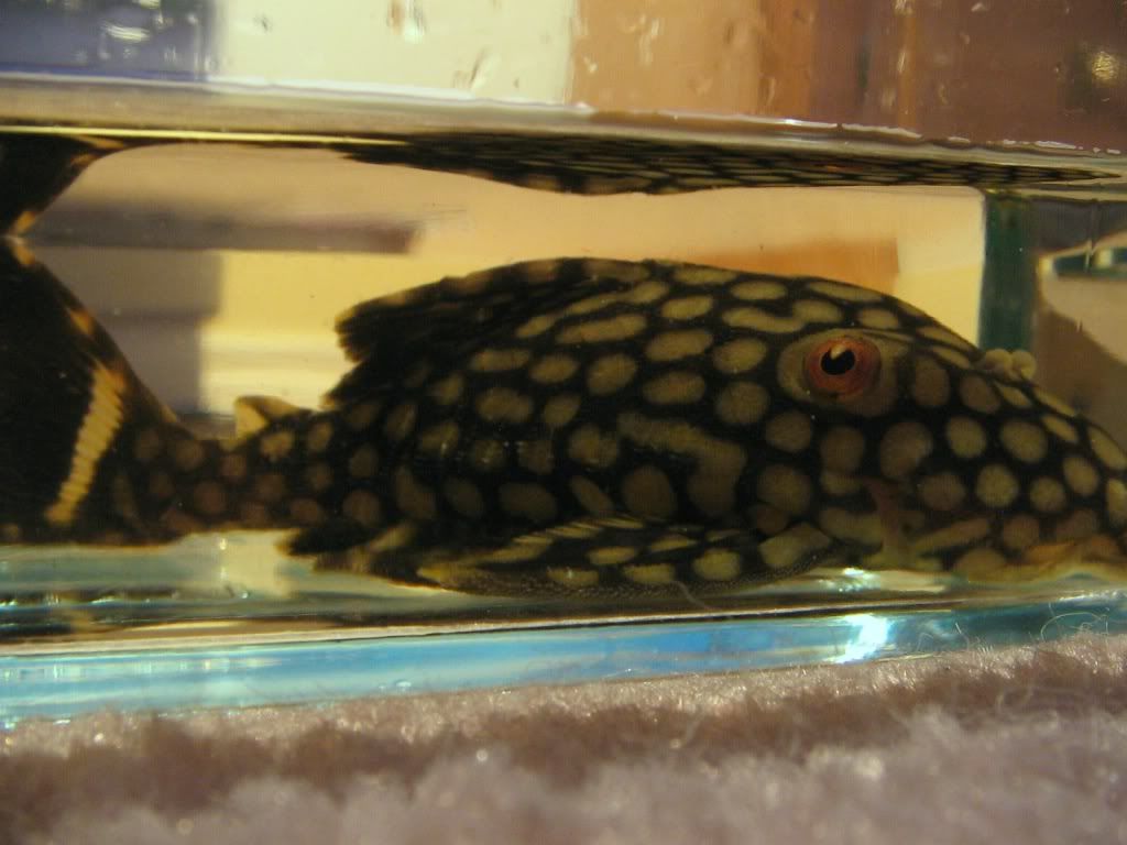 Pleco L330