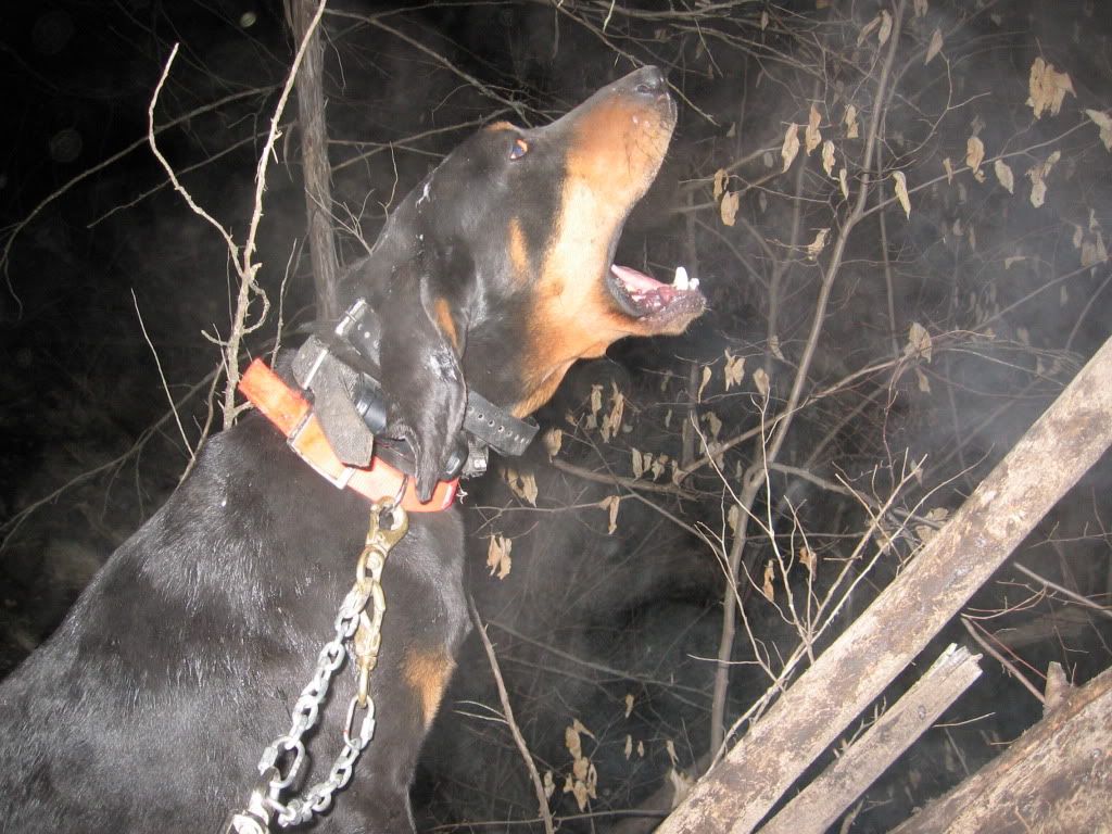 Ukc shop coonhound classifieds