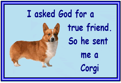 Corgi Pictures, Images and Photos