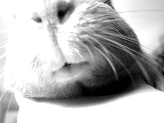 amber-1.jpg