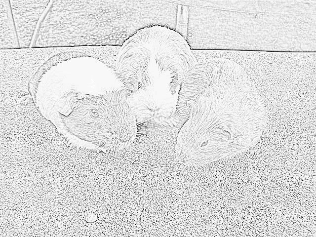 guineapigs-1.jpg