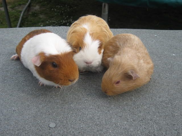 guineapigs002.jpg