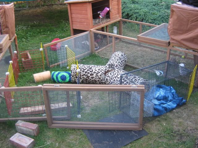 guineapigs003.jpg