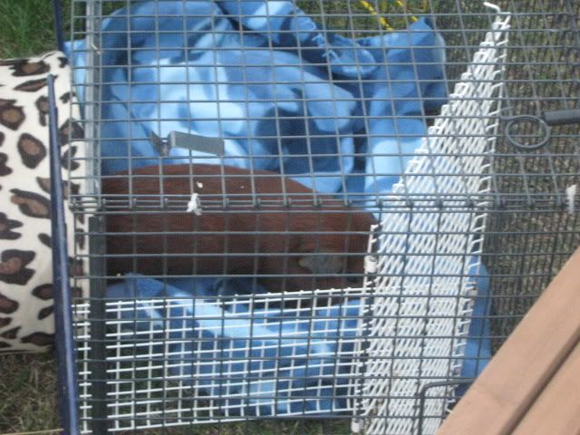 guineapigs004.jpg