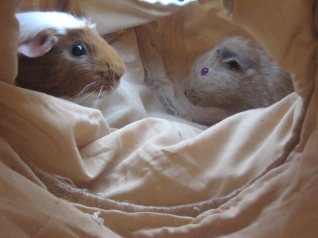 guineapigs006.jpg
