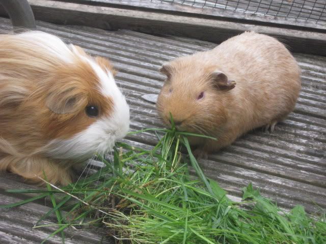 guineapigs007.jpg