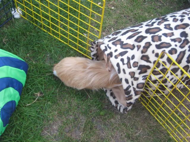 guineapigs013.jpg