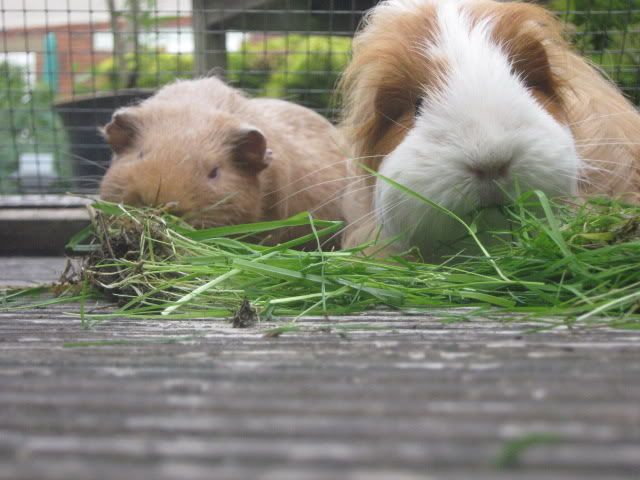 guineapigs014.jpg