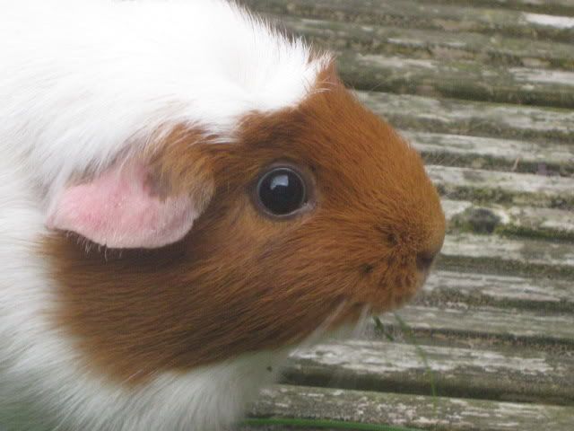 guineapigs022.jpg