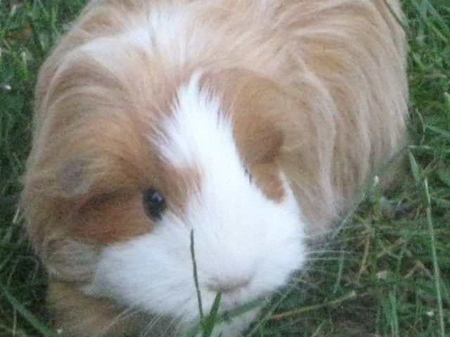 guineapigs024.jpg