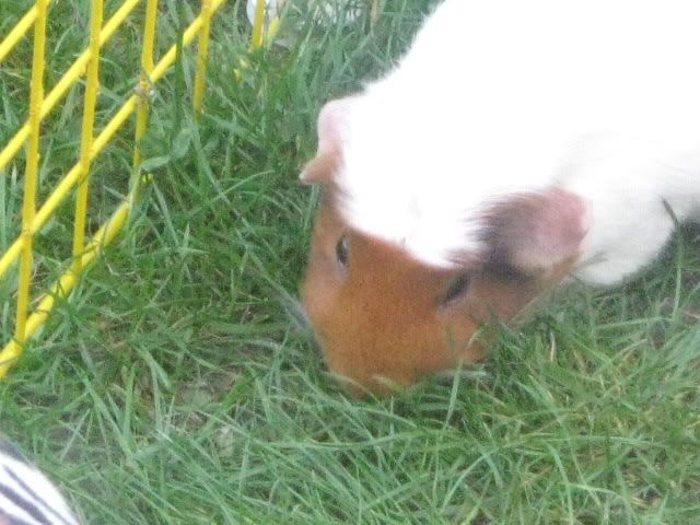 guineapigs025.jpg
