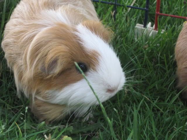 guineapigs030.jpg