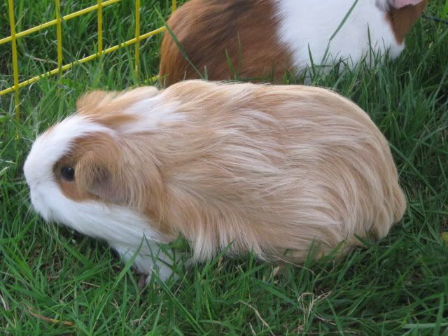 guineapigs033.jpg