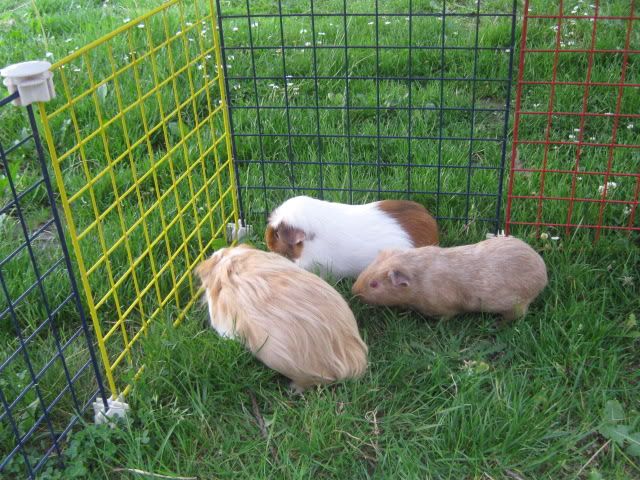 guineapigs037.jpg
