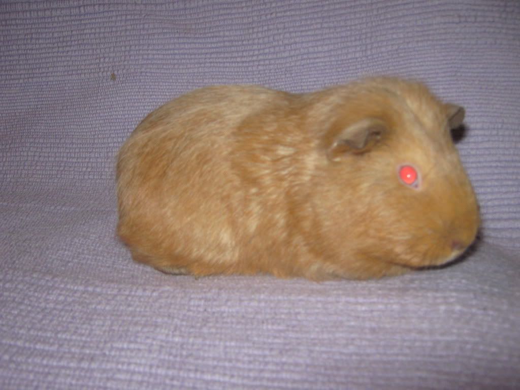 guineapigs044.jpg