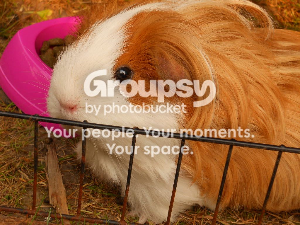 guineapigsandrabbits003.jpg