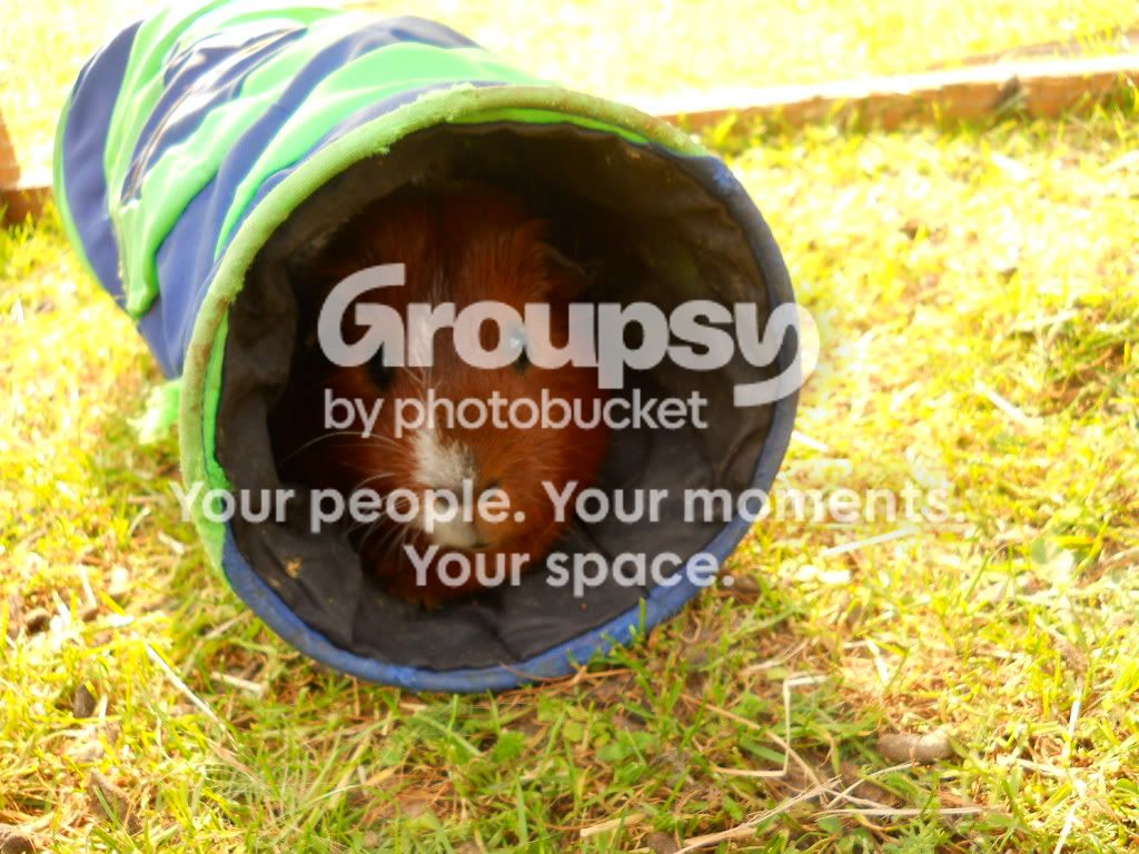 guineapigsandrabbits007.jpg