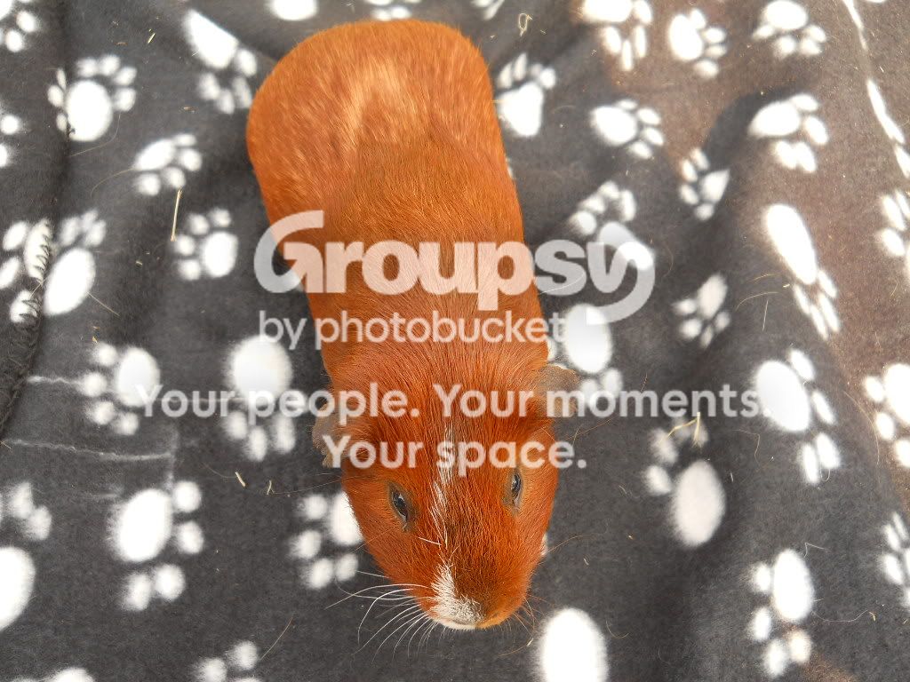 guineapigsandrabbits008.jpg