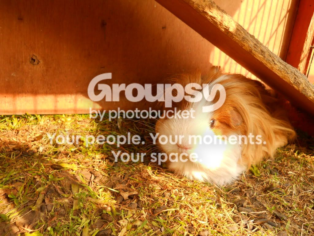 guineapigsandrabbits012.jpg