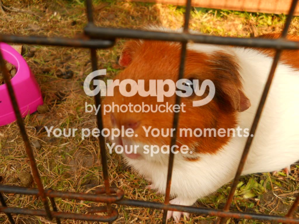 guineapigsandrabbits013.jpg