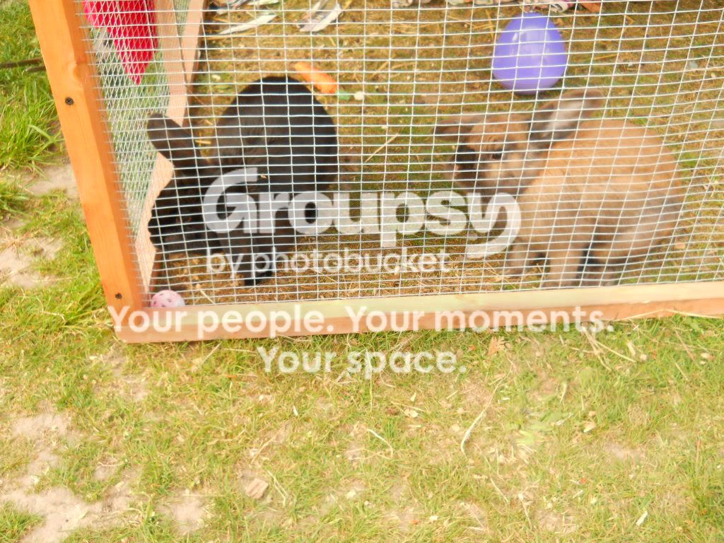 guineapigsandrabbits016.jpg