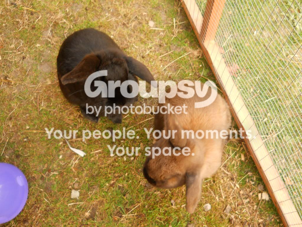 guineapigsandrabbits017.jpg
