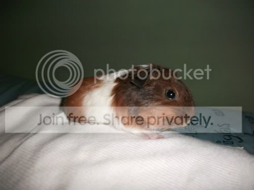 newpiggy.jpg