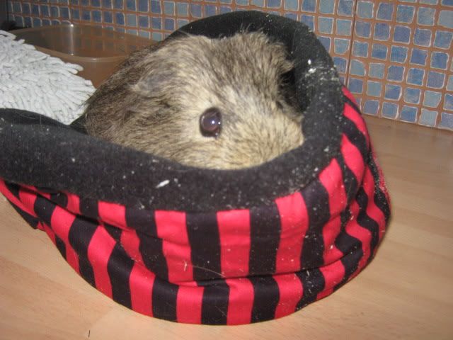 squeakybone003.jpg