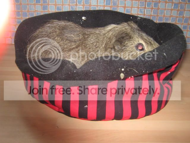 squeakybone004.jpg