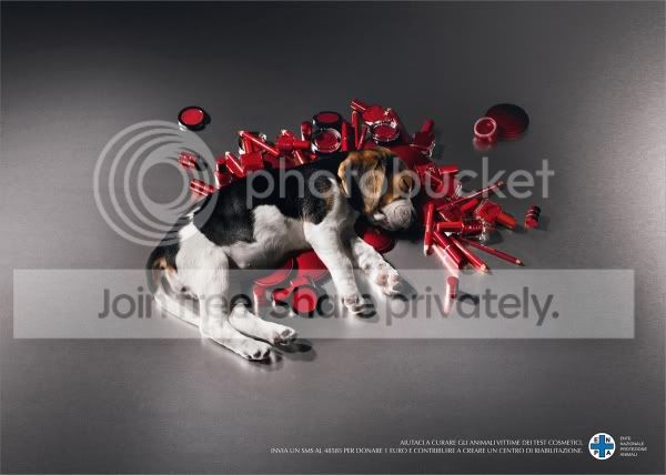 4bd863d442602.jpg