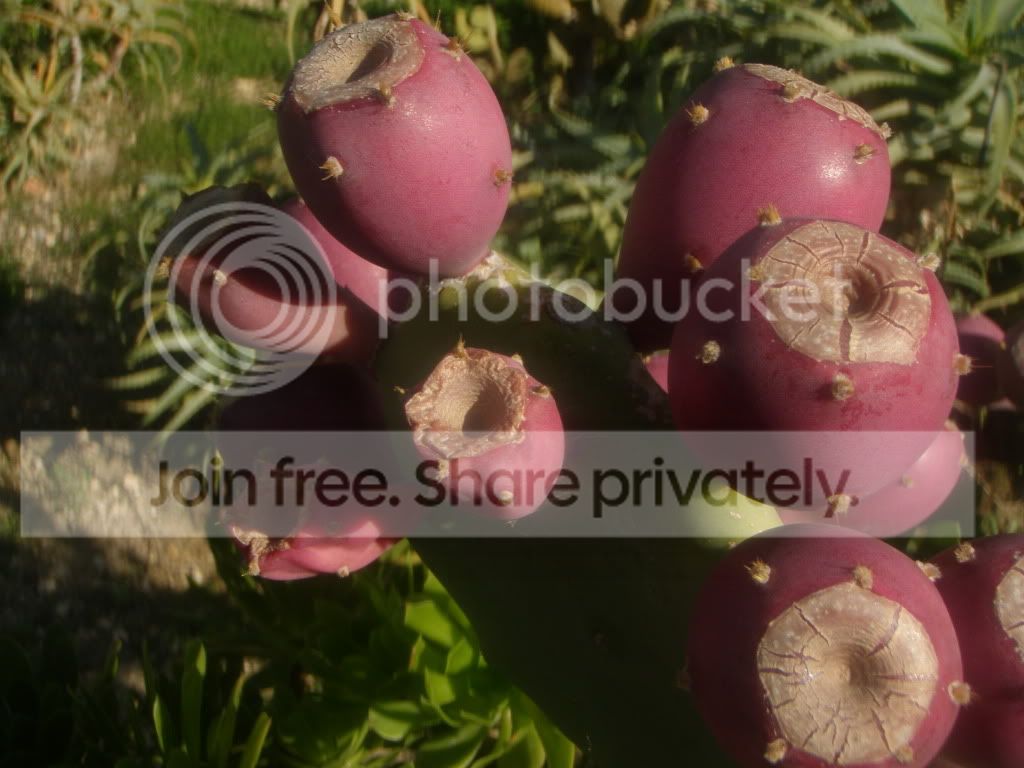 PC260040.jpg