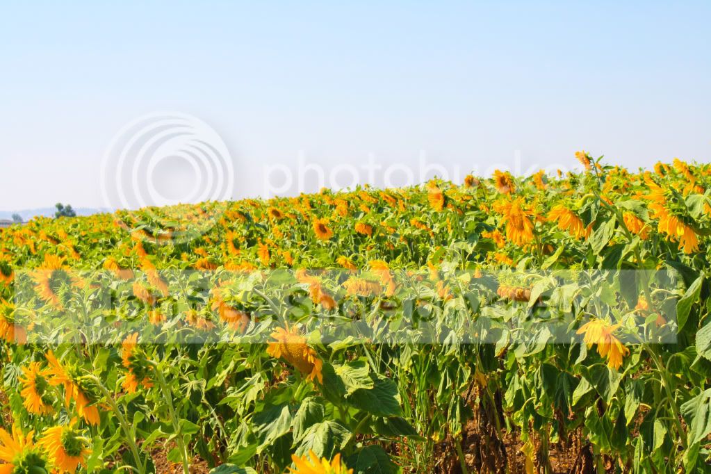 untitled-4620.jpg