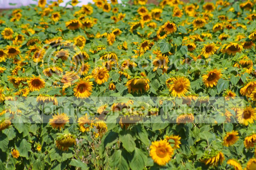 untitled-4632.jpg